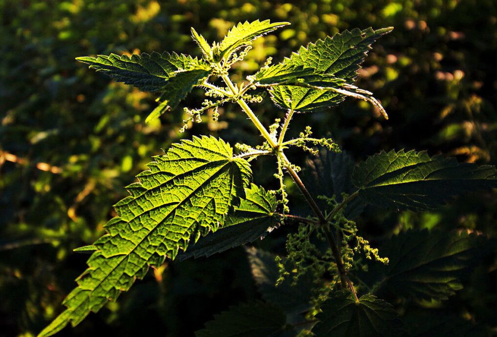 Nettle to increase strength