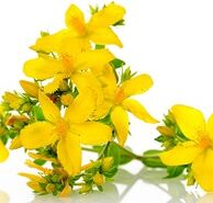 St. John's wort to stimulate strength