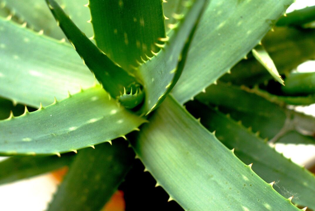 aloe for male strength